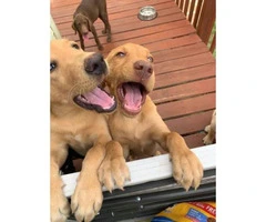 6  labs puppies for sale - 7