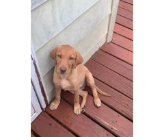 6  labs puppies for sale - 8