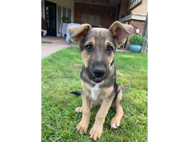 10 weeks old Male German Shepherd puppy in Albuquerque