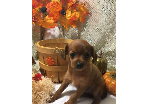 8 weeks old Chihuahua + Poodle mix puppy