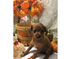 8 weeks old Chihuahua + Poodle mix puppy