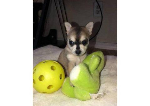 3 baby Pomsky puppies for sale