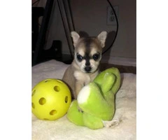 3 baby Pomsky puppies for sale - 1