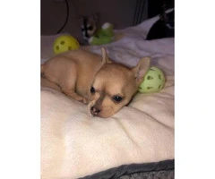3 baby Pomsky puppies for sale - 2