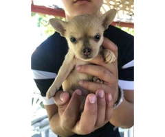 3 baby Pomsky puppies for sale - 3