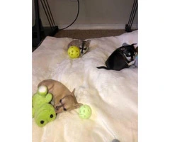 3 baby Pomsky puppies for sale - 4