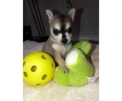 3 baby Pomsky puppies for sale - 6