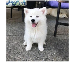 American eskimo puppies 3 available
