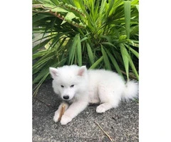 American eskimo puppies 3 available - 2