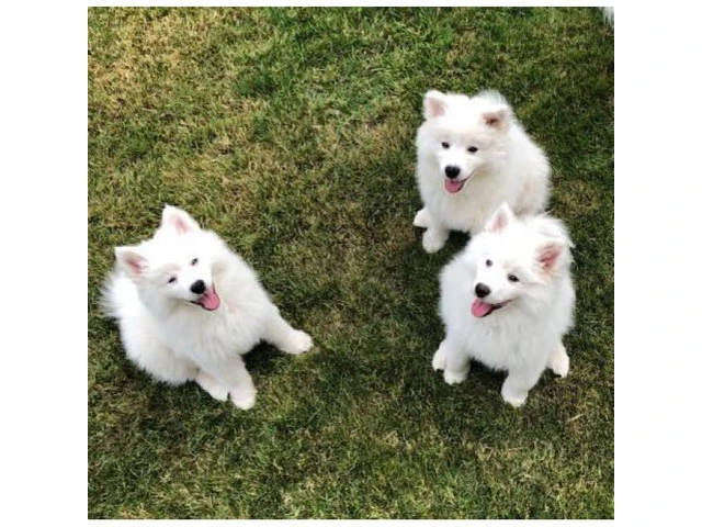 American eskimo puppies 3 available - 3/7
