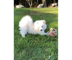 American eskimo puppies 3 available - 4