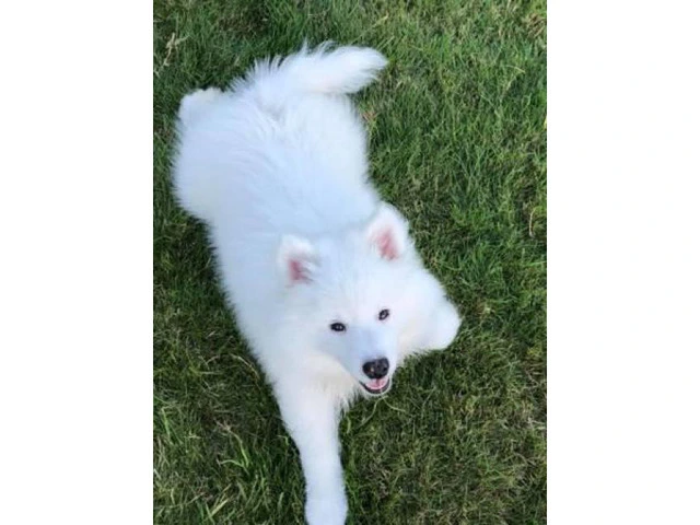 American eskimo puppies 3 available - 5/7