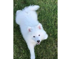 American eskimo puppies 3 available - 5
