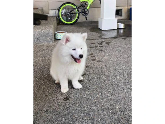 American eskimo puppies 3 available - 6/7