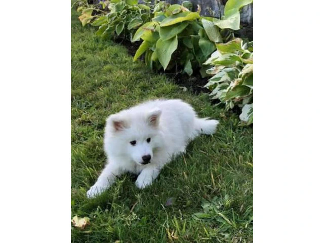American eskimo puppies 3 available - 7/7