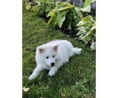American eskimo puppies 3 available - 7