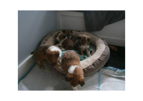 3 Sheltie puppies for sale