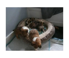 3 Sheltie puppies for sale