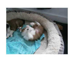 3 Sheltie puppies for sale - 3