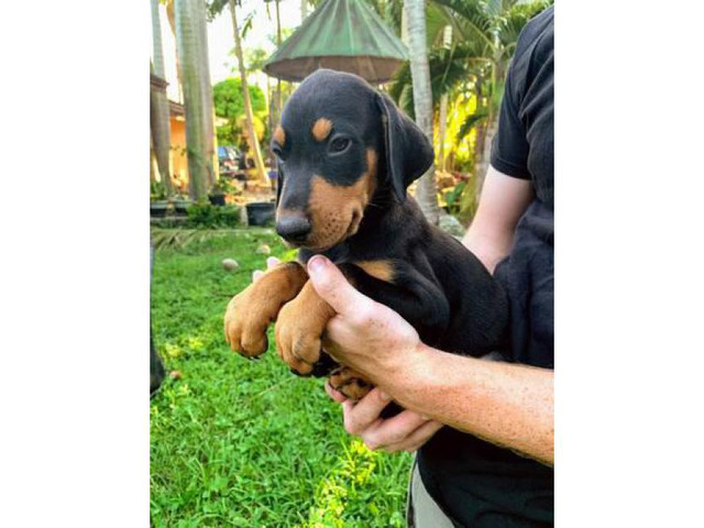 doberman-puppies-miramar-puppies-for-sale-near-me