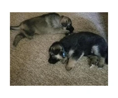 AKC German Shepherd Puppies for Sale - 3