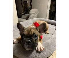 10 Week old French Bull - 1