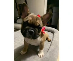 10 Week old French Bull - 2