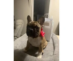 10 Week old French Bull - 4