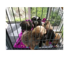 5 Pekingese mixed Puppies