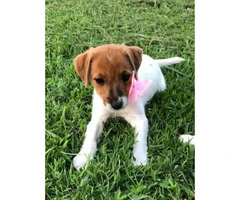 Sweet Jack Russell Terrier Female Puppy - 1