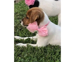 Sweet Jack Russell Terrier Female Puppy - 2