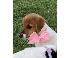 Sweet Jack Russell Terrier Female Puppy - 3