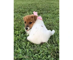 Sweet Jack Russell Terrier Female Puppy - 4