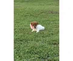 Sweet Jack Russell Terrier Female Puppy - 5