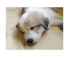 7 weeks old Great Pyrenees looking for new homes