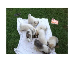 7 weeks old Great Pyrenees looking for new homes - 2