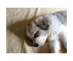 7 weeks old Great Pyrenees looking for new homes - 3