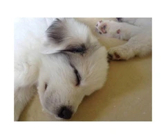 7 weeks old Great Pyrenees looking for new homes - 4