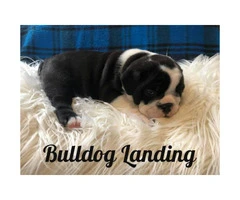 3 males AKC Bulldog puppies available - 2