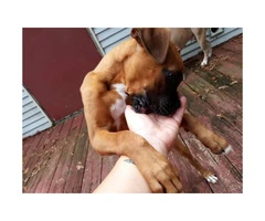 18 week old boxer puppy - 3