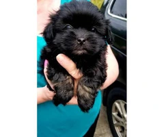 Gorgeous 8-week-old shihpoo puppies