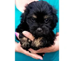 Gorgeous 8-week-old shihpoo puppies - 2