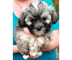 Gorgeous 8-week-old shihpoo puppies - 3