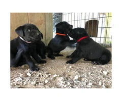 4 AKC black labrodor female puppies - 3