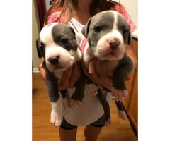 3 Blue nose pit puppies left - 1