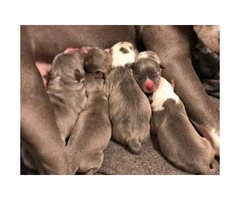 3 Blue nose pit puppies left - 3