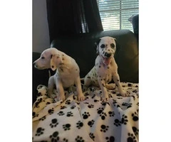 2 dalmatian purebred male puppies - 3