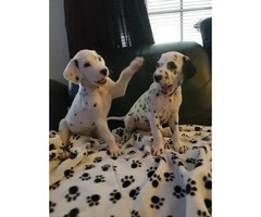 2 dalmatian purebred male puppies - 4