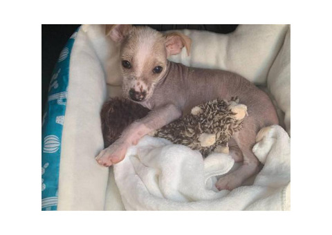 Male Chinese Crested Puppy
