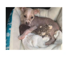 Male Chinese Crested Puppy